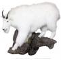 Sharkey Trophy Mount Collection